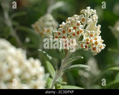 I fiori del Buddleja 'Silver Anniversary' si avvicinano Foto Stock