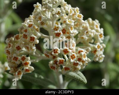 I fiori del Buddleja 'Silver Anniversary' si avvicinano Foto Stock