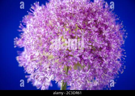 Un singolo Allium cresciuto in un giardino nel Warwickshire, Inghilterra, Regno Unito. Allium è un genere di piante da fiore monocotiledone che comprende centinaia di specie, tra cui cipolla coltivata, aglio, scalogno, scalogno, porro e erba cipollina. Il nome generico Allium è il termine latino per l'aglio, e la specie di tipo per il genere è Allium sativum che significa "aglio coltivato". Foto Stock