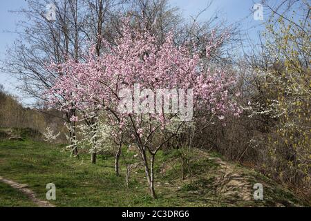 Bellissimi alberi rosa nel parco contro il cielo blu. Foto Stock