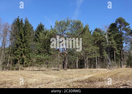 Pinus sylvestris, pino silvestre Foto Stock