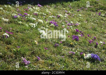 Primula vulgaris, Primrose Foto Stock