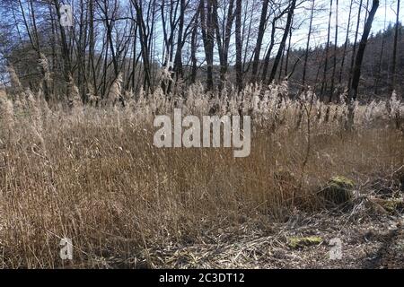 Phragmites australis, Reed Foto Stock