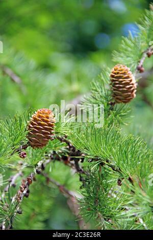 Coni di pino su rami. Cono di pino marrone. Coni crescenti vicino. Coni di larice che crescono in Foto Stock