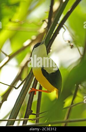 Manakin bianco-colato (Manacus candei) maschio adulto appollaiato su ramoscello Lancetilla Botanical Gardens, Honduras febbraio 2016 Foto Stock