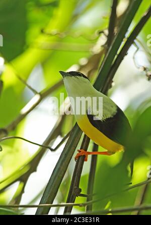 Manakin bianco-colato (Manacus candei) maschio adulto appollaiato su ramoscello Lancetilla Botanical Gardens, Honduras febbraio 2016 Foto Stock