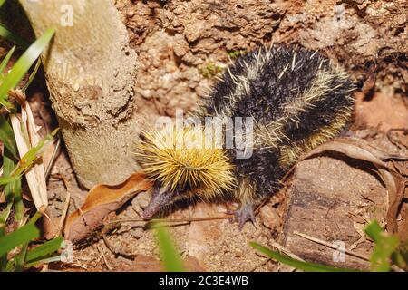 Tenrec endemico senza coda, Madagascar Wildlife Foto Stock