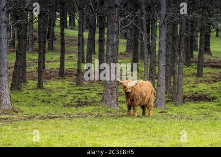 Una mucca bruna di altopiano si trova in un pascolo verde da alberi vicino Coeur d'Alene, Idaho. Foto Stock
