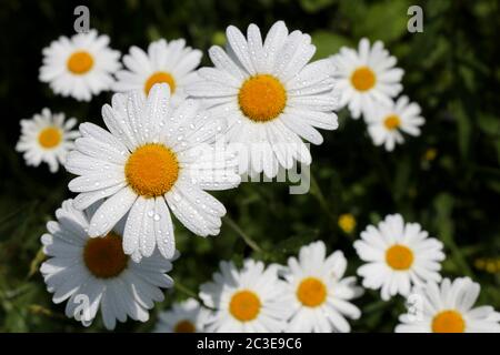 Fiori a margherita con gocce d'acqua su petali bianchi. Camomilla sul prato estivo in sole mattina Foto Stock