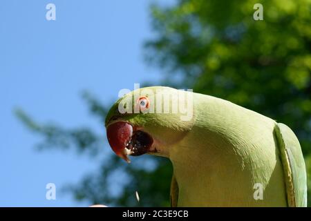 Femmina Rose-ring Parakeet mangiare una arachidi Foto Stock