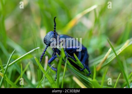 olio viola velenoso che si nutre sull'erba Foto Stock