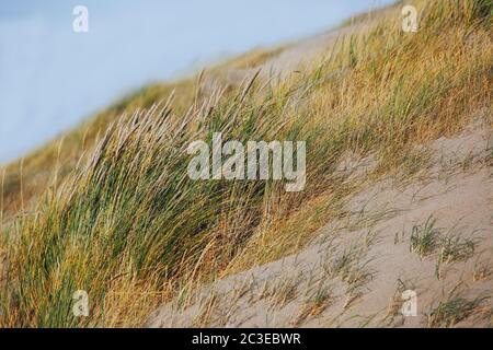 Dune di sabbia vicino al mare in Olanda Foto Stock