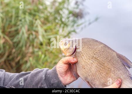 Il pescatore tiene il pesce fresco che ha pescato. Orata Foto Stock