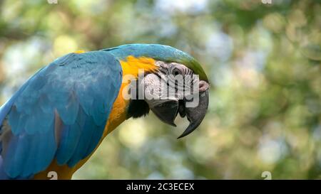 Extreme close up di un blu e oro macaw appollaiato su un albero Foto Stock