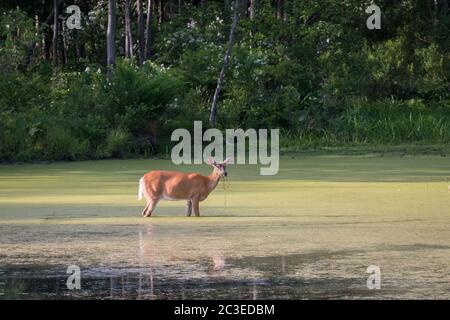 Una vista lontana di un cervo di coda bianca che guadi in una palude con erbe appese alla sua bocca nel Francis Slocum state Park, Pennsylvania, USA Foto Stock