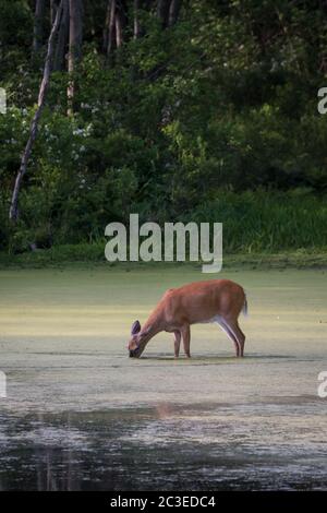 Una vista lontana di un cervo di coda bianca che guadi in una palude con la sua bocca in acqua al Francis Slocum state Park, Pennsylvania, USA Foto Stock