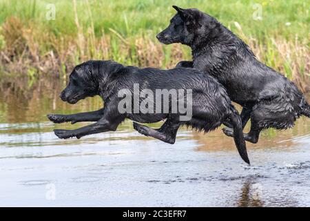 Due labrador neri che saltano insieme nell'acqua Foto Stock