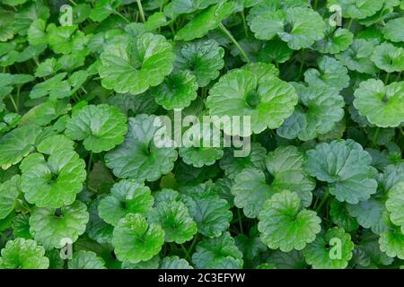 Gotu Kola 'Centella asiatica' che cresce in serra, originaria delle zone umide dell'Asia. Foto Stock