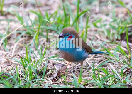 Uccello cordon-bleu rosso-cheeked, Gondar, Etiopia Africa fauna selvatica Foto Stock