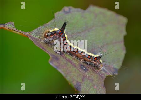 Gray Dagger Moth - Acronicta psi Caterpillar Foto Stock