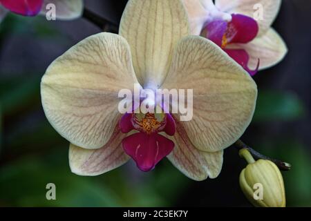 La falaenopsis, comunemente nota come orchidee di falma, è un genere di circa settanta specie di piante della famiglia delle Orchidee. Foto Stock