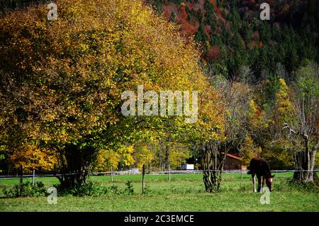 Prato con cavallo al pascolo accanto ad un albero con foglie d'autunno Foto Stock