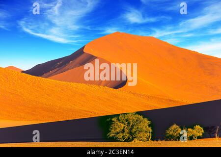 Piante e cespugli in un vasto deserto Foto Stock