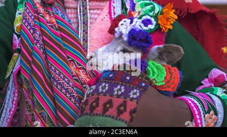 Close up di un bambino llama essendo trattenuto da una ragazza in Cusco, Perù Foto Stock
