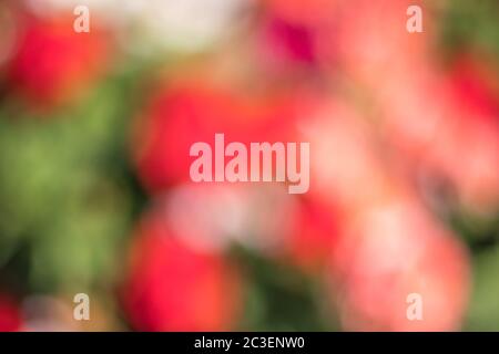sfocato multicolore rosso, arancio, viola e verde puntini colorati sfondo astratto bokeh fiori, fiorito primavera Foto Stock