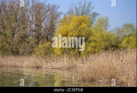 Zona di Reed Bank sul lago di Costanza Foto Stock