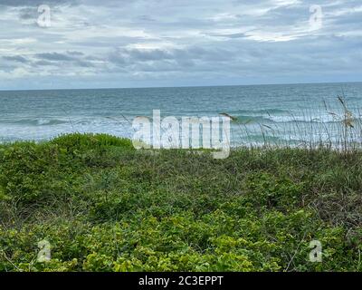 Un'avena di mare che si affaccia sulla spiaggia e sull'oceano in una bella giornata nuvolosa lungo la costa dell'Isola di Hutchinson Nord Florida. Foto Stock