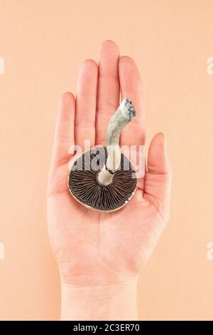 Psilocibe Cubensis - insegnante d'oro funghi allucinogeni Foto Stock