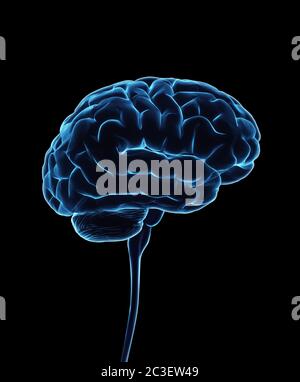 Cervello umano e midollo spinale, illustrazione. Foto Stock