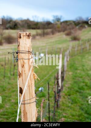 Filo a un vigneto in Burgenland Foto Stock