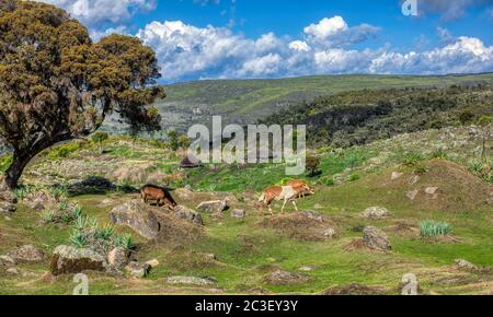 Bellissimo paesaggio di Bale Mountain, Etiopia Foto Stock