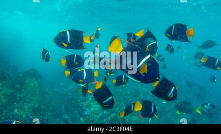 Scuola di re angelfish alla Devil's Crown nelle Galapagos Foto Stock