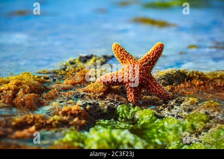 Spiaggia. Bella Starfish sulla baia tra le alghe. Sea Star sull'isola tropicale. Foto Stock