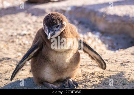 Giovane pinguino Humboldt (Spenisco humboldti) in Sudafrica Foto Stock