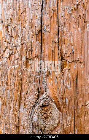 Decadimento del legno con termiti di legno, sfondo di legno a grana scura Old Grunge, la superficie della vecchia struttura di legno marrone Foto Stock