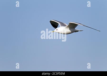 Uccello adulto gabbiano comune in piumaggio di riproduzione Foto Stock