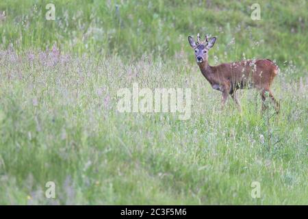 Roe Deer buck con i resti di velluto sulle sue formiche Foto Stock