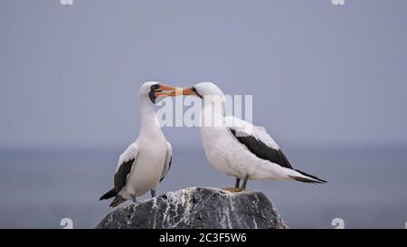 coppia di boobies di nazca preening su isla espanola Foto Stock