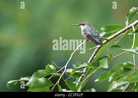 Femmina Ruby frogolo archilochus colubris Foto Stock