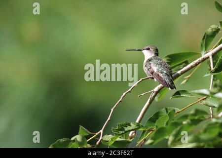 Femmina Ruby frogolo archilochus colubris Foto Stock