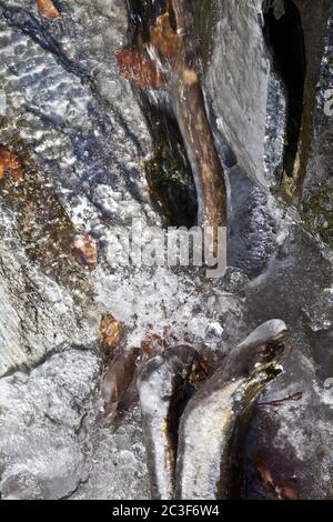 Cascata parzialmente congelata Plaesterlegge in inverno, dettaglio, Bestwig, Sauerland, Germania, Europa Foto Stock