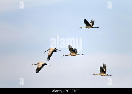 Migrazione autunnale comune di Crane Foto Stock