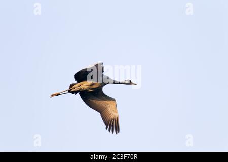 Gru comune in volo Foto Stock