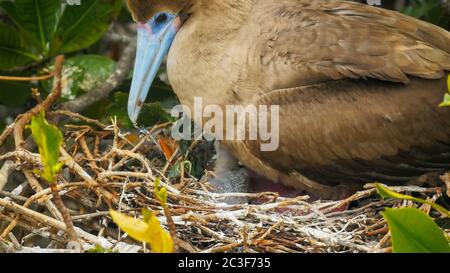 primo piano di un booby dai piedi rossi su un nido nelle isole galalagos, ecuador Foto Stock