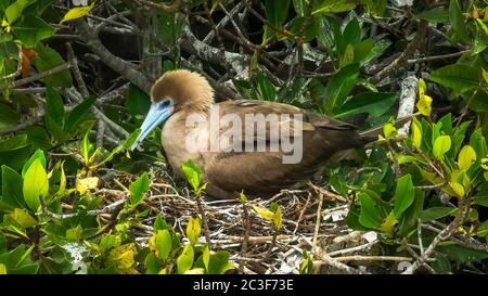 primo piano di un tinzagliato rosso a zampe su isla genovesa nelle galapagos Foto Stock