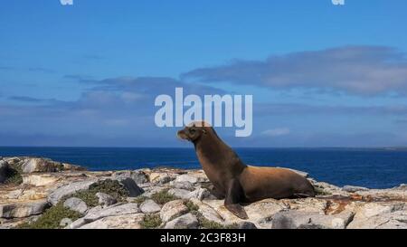 leone marino adulto sulle piazze sud di isla nelle galapagos Foto Stock